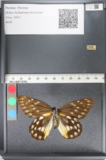 Media type: image;   Entomology 130061